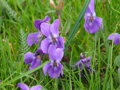 Violka vonná (Viola odorata) 