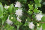 Myrta obecná (Myrtus communis)