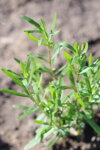 Estragon ruský (Artemisia dracunculus)