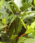 Vavřín vznešený (Laurus nobilis) Bobkový list
