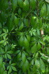 Ženšen pětilistý (Gynostemma Pentaphyllum)
