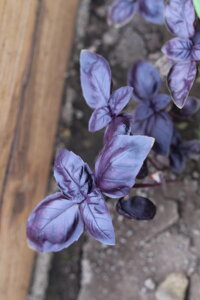 Bazalka pravá červenolistá (Ocimum basilicum 'Purple')