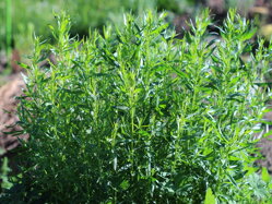 Estragon francouzský (Artemisia dracunculus)
