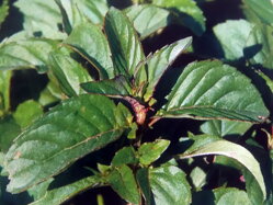Máta citronová (Mentha piperita var. citrata)