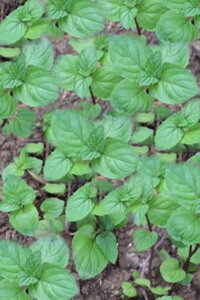 Máta čokoládová (Mentha Piperita, Chocolate)
