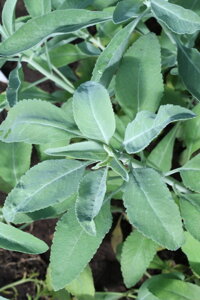 Šalvěj bílá (Salvia apiana) semena 20ks + 5ks zdarma
