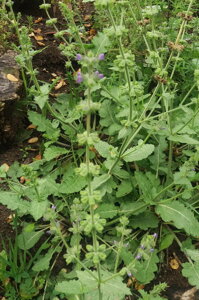 Šalvěj sporýšová (Salvia vebenaca)