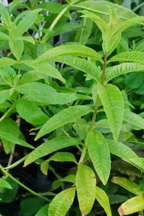 Aloisie trojlistá - Verbena citronová (Aloysia triphylla - Lippia citriodora)
