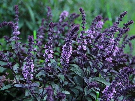 Bazalka vytrvalá "African blue" (Ocimum "African blue")