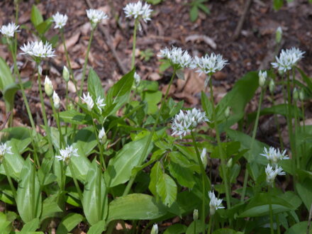 Medvědí česnek (Allium ursinum)