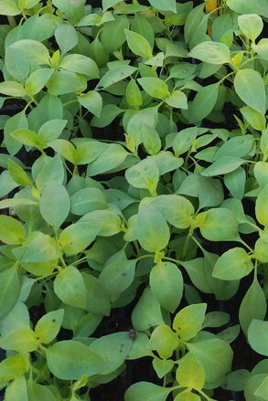 Bazalka citronová (Ocimum basilicum 'Lime')