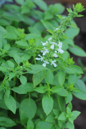 Bazalka pravá drobnolistá (Ocimum basilicum 'Compacta')