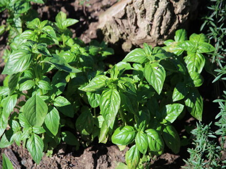 Bazalka pravá (Ocimum basilicum)