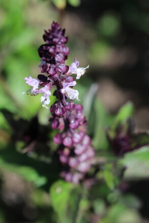 Bazalka skořicová (Ocimum basilicum 'Cinnamon') semena 100 ks