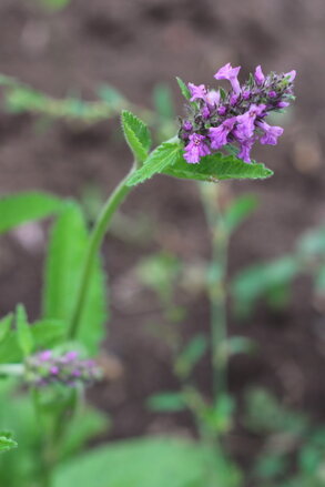 Bukvice lékařská (Stachys officinalis)