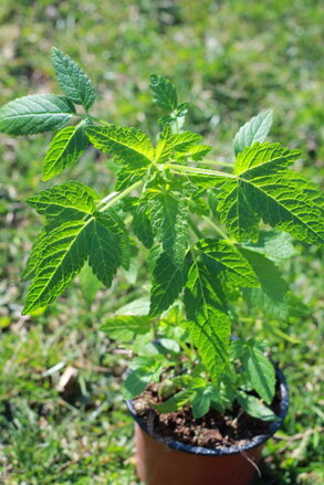 Cedronella kanárská (Cedronella canariensis)