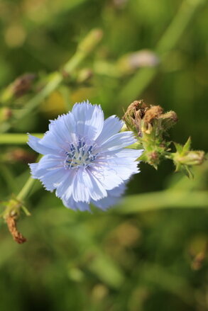 Čekanka obecná (Cichorium intybus)