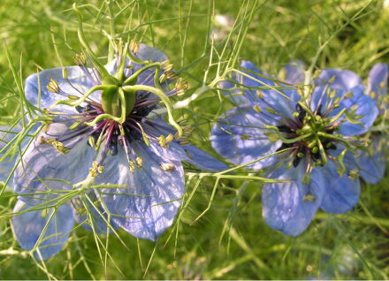 Černucha setá (Nigella sativa) semena 30 ks