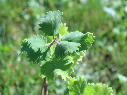 Chřipkovník (Plectranthus spp.)