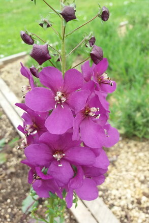 Divizna brunátná (Verbascum phoeniceum)