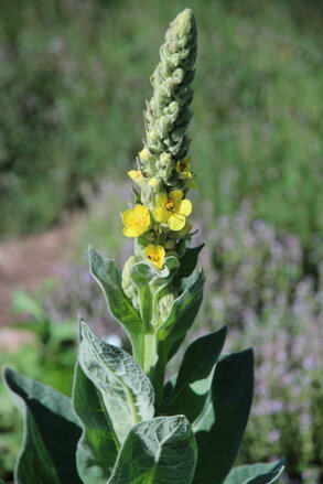 Divizna malokvětá (Verbascum thapsus)