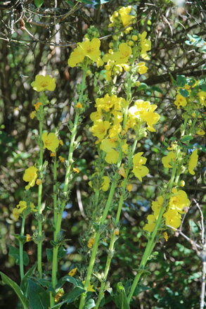 Divizna velkokvětá Zlata (Verbascum densiflorum)