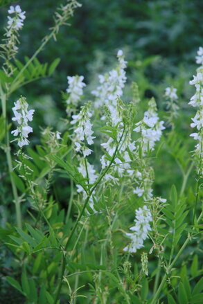 Jestřabina lékařská (Galega officinalis)