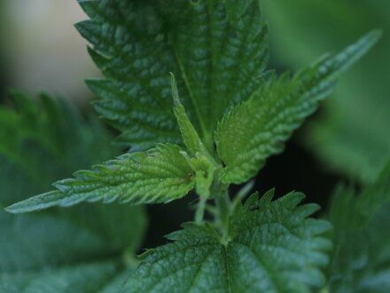 Kopřiva dvoudomá, kopřiva žahavka (Urtica dioica, Urtica urens)