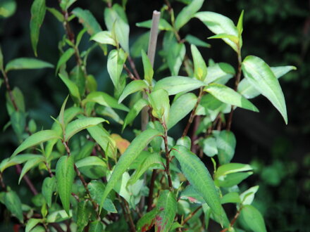 Koriandr vietnamský, Rdesno vonné (Persicaria odorata)