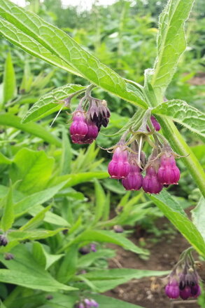 Kostival lékařský (Sypmhytum officinale)