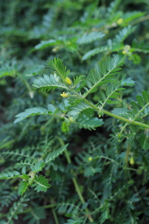 Kotvičník zemní (Tribulus Terrestris) semena 20+10 ks zdarma