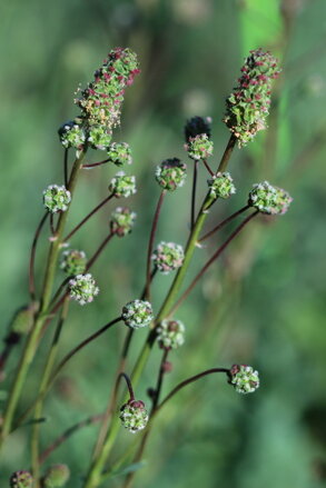 Krvavec menší (Sanguisorba minor)