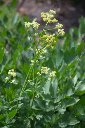 Libeček lékařský (Levisticum officinale)