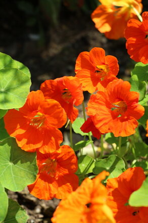 Lichořeřišnice větší (Tropaeolum majus)