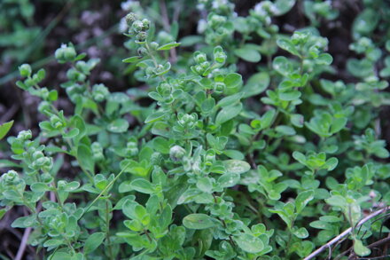 Majoránka zahradní (Origanum majorana)