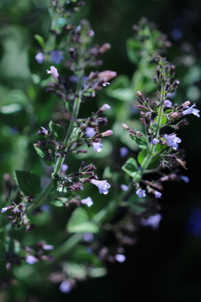 Marulka lékařská (Calamintha nepeta)