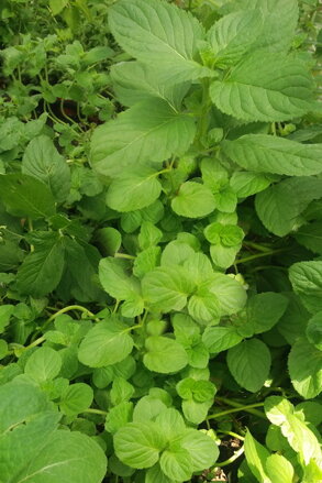 Máta bazalková (Mentha Species "Basilikum")