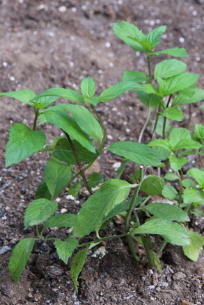 Máta brazilská (Mentha species "Brazilien")