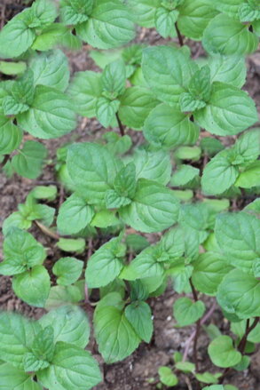 Máta čokoládová (Mentha Piperita, Chocolate)