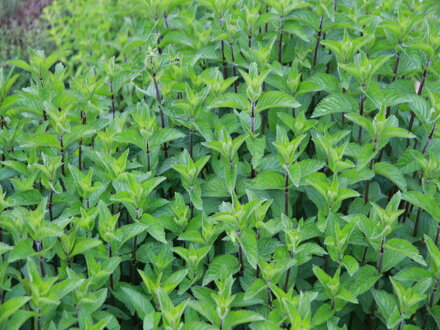 Máta grepová (Mentha suaveolens)