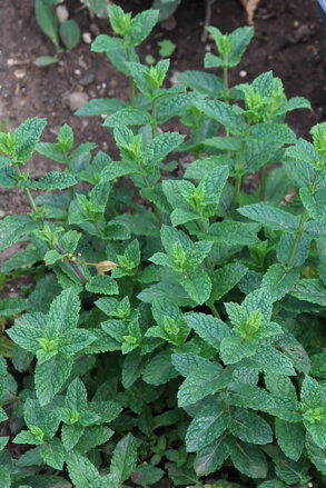 Máta "Hugo" (Mentha spicata "Hugo") 