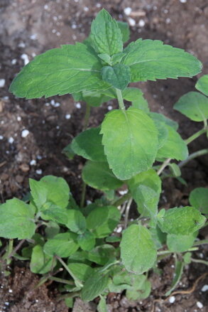 Máta jablečná (Mentha suaveolens)