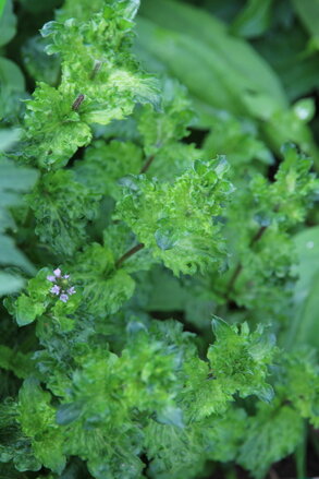 Máta kadeřavá (Mentha Crispa)