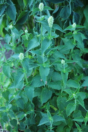 Máta korejská (Agastache Rugosa)