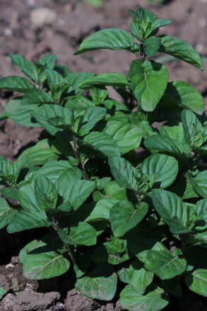 Máta mandarinková (Mentha Piperita Citráta)