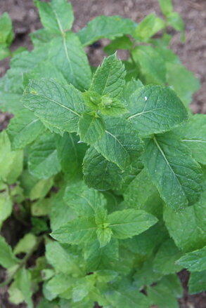 Máta marocká (Mentha Spicata "Marokko")