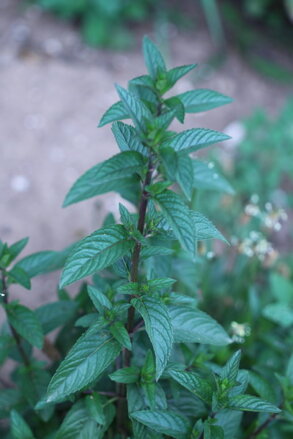 Máta peprná  (Mentha piperita)