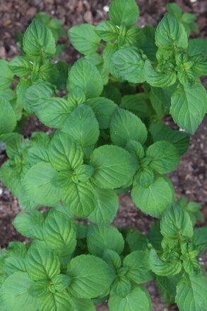 Máta pomerančová (Mentha piperita, Granada)