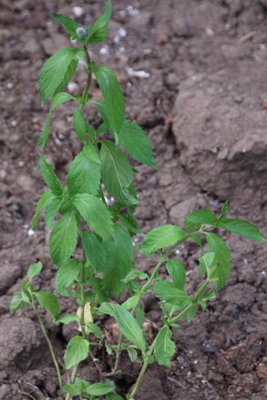 Máta švýcarská (Mentha Pipperita Weiss)