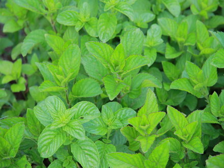 Máta zázvorová (Mentha gracilis ginger)